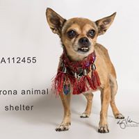 Friends of Corona Shelter Animals